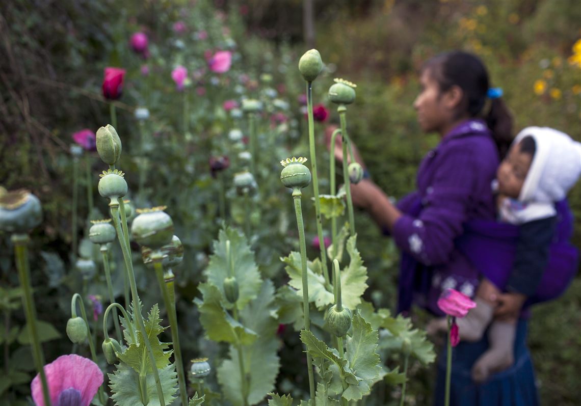 Could decriminalization of Mexico’s poppy farms reduce drug-cartel ...