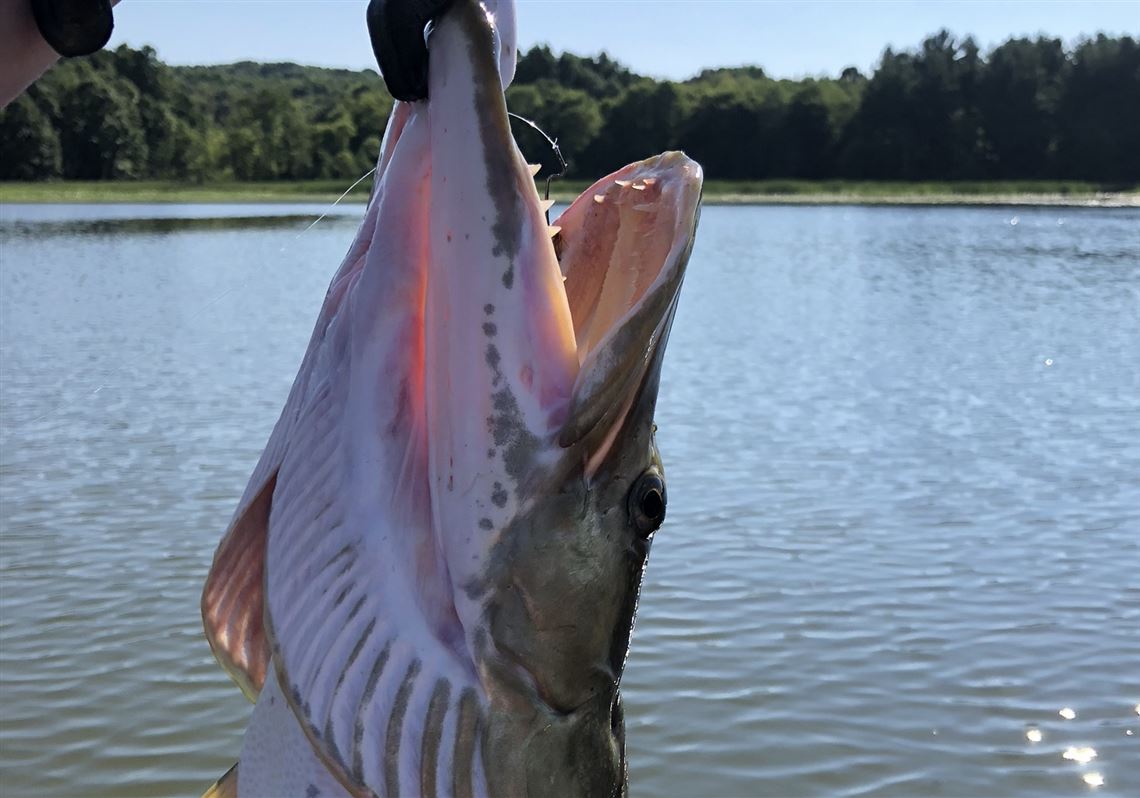 Western Pennsylvania Fishing Report: 9-14-2018