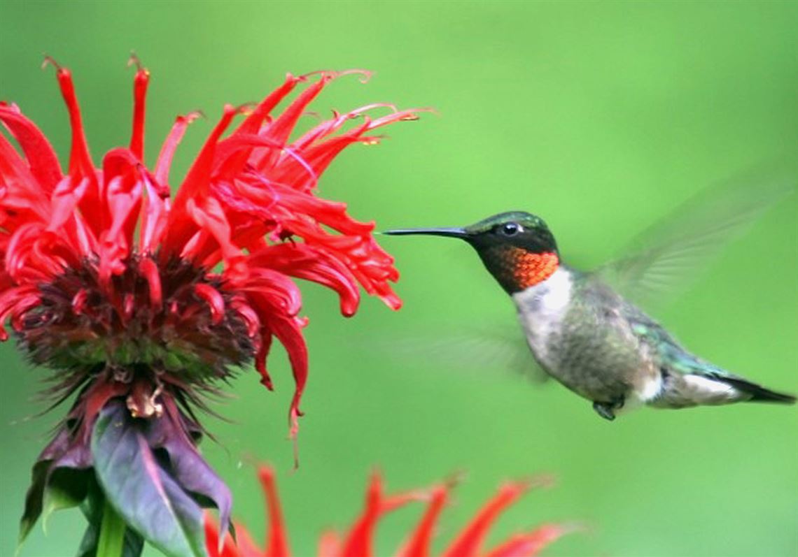 Gardening Q&A: Flowers to attract hummingbirds to your garden | Pittsburgh Post-Gazette