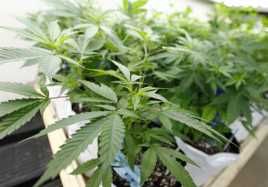 Pittsburgh Public Schools adjusts suspension policy for marijuana possession