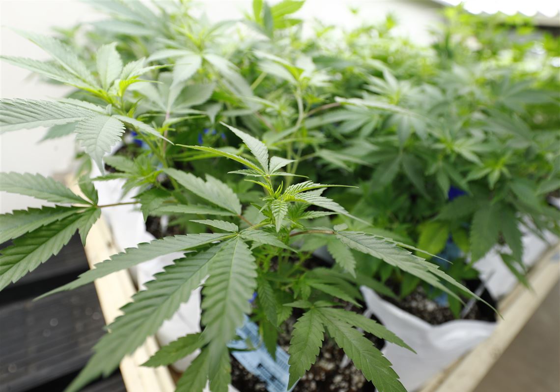 Apollo man admits to large-scale distribution of pot from Colorado