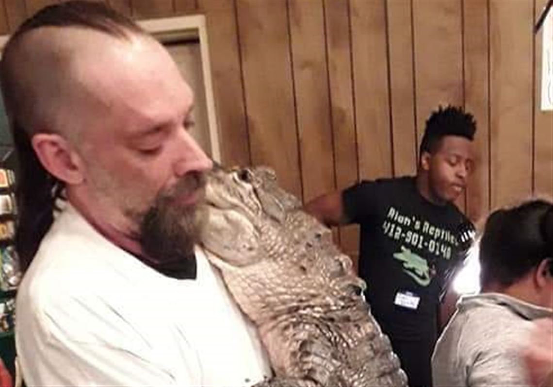 Beechview alligator owner claims 'Chomp' escaped while he was cleaning enclosure