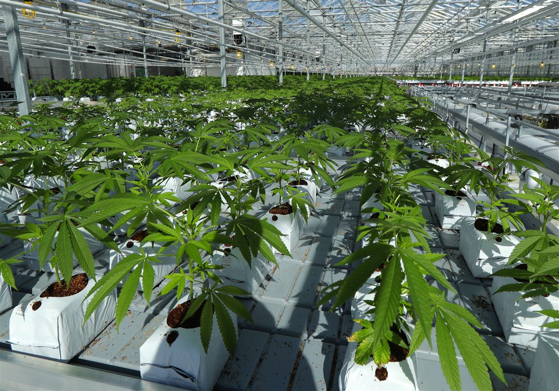 Wesley Raup-Konsavage and Kent Vrana: Reclassify marijuana for everyone’s good