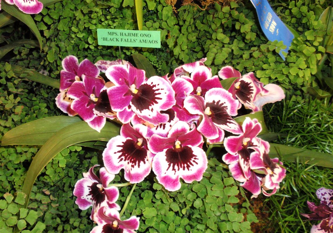Orchid Show Set At Phipps Garden Center Pittsburgh Post Gazette