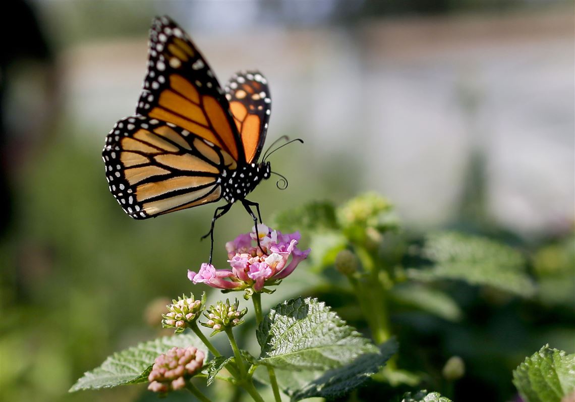 Beloved monarch butterflies now listed as endangered Pittsburgh PostGazette