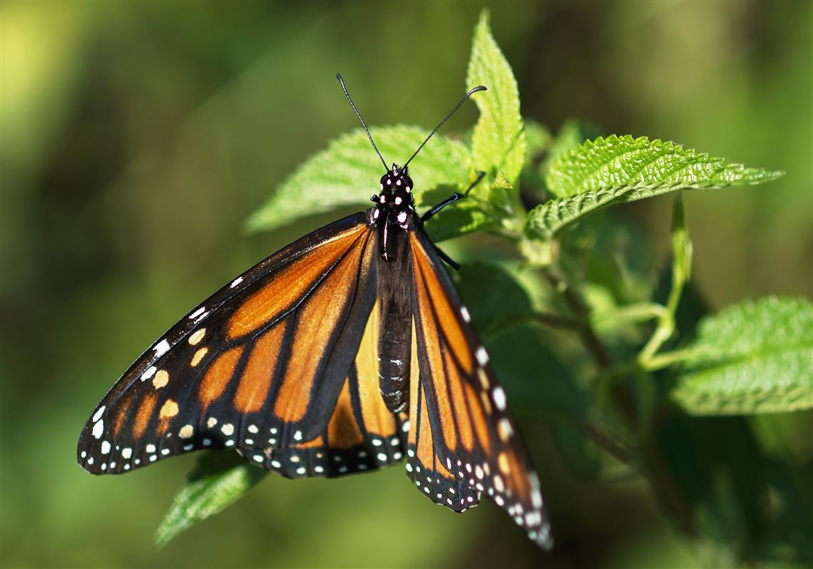 monarch butterfly bitcoin