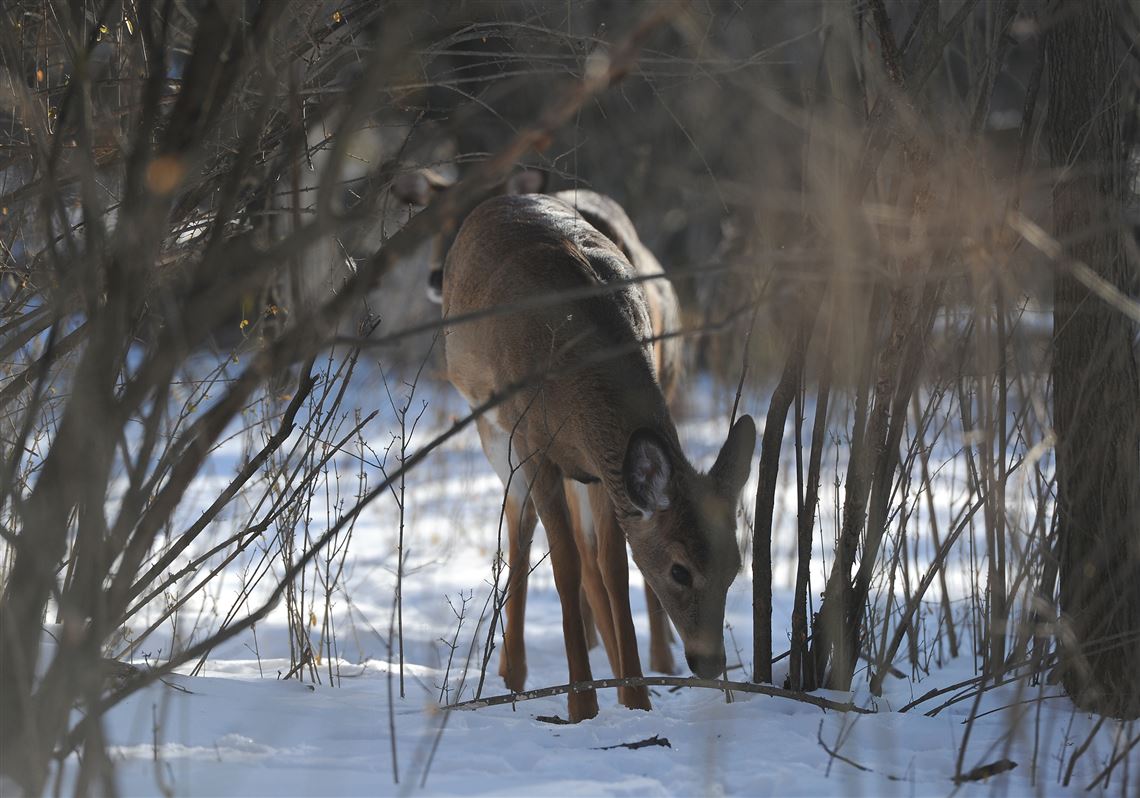 Wildlife Specialists, the company hired to reduce Mt. Lebanon's deer population, plans to conduct an aerial thermo-imaging survey today to locate deer. 