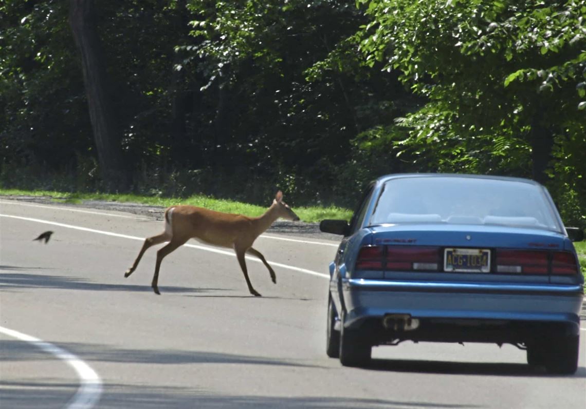 'Cute' urban deer eat tons of vegetation, spread disease and damage