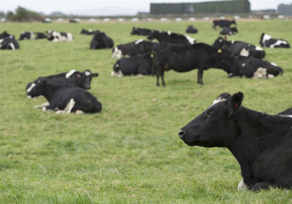 New Zealand is set to kill 150,000 cows to eliminate a disease-causing ...