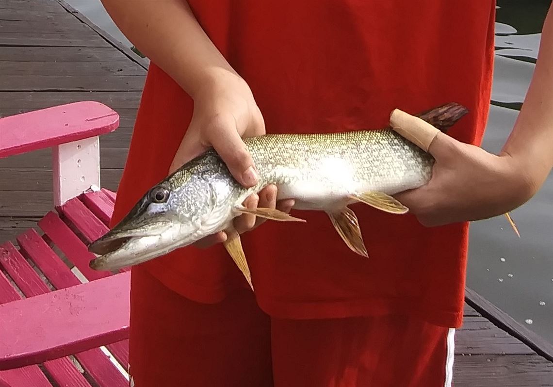 Pike and Muskellunge Fishing In NY