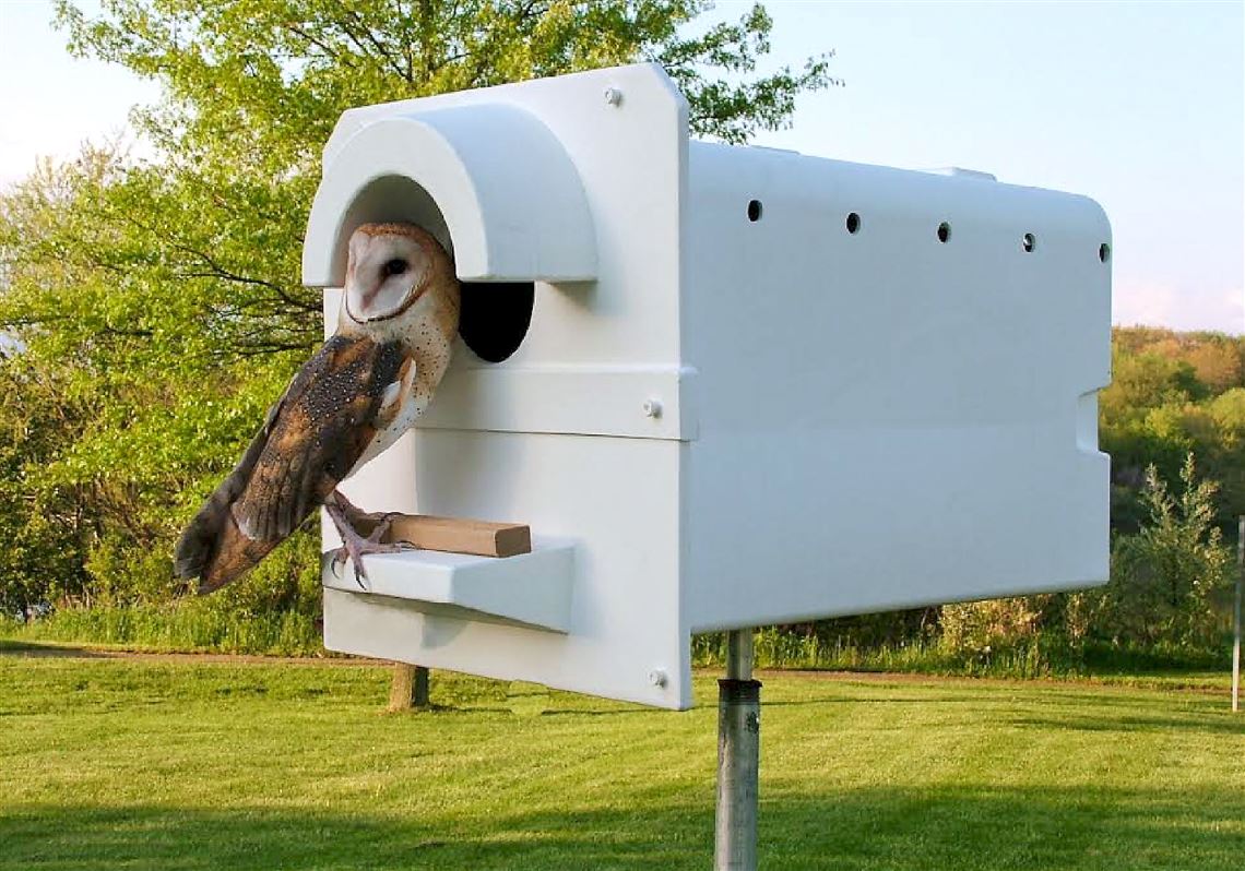 Owls To The Rescue Nesting Boxes Attract The Predatory Birds That