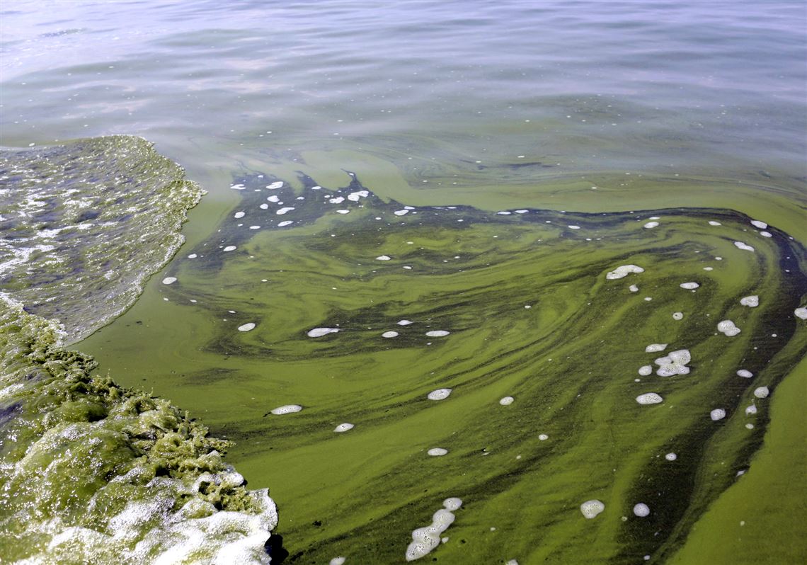 Ohio Delays Kasich Plan To Reduce Algae Blooms In Lake Erie Pittsburgh Post Gazette