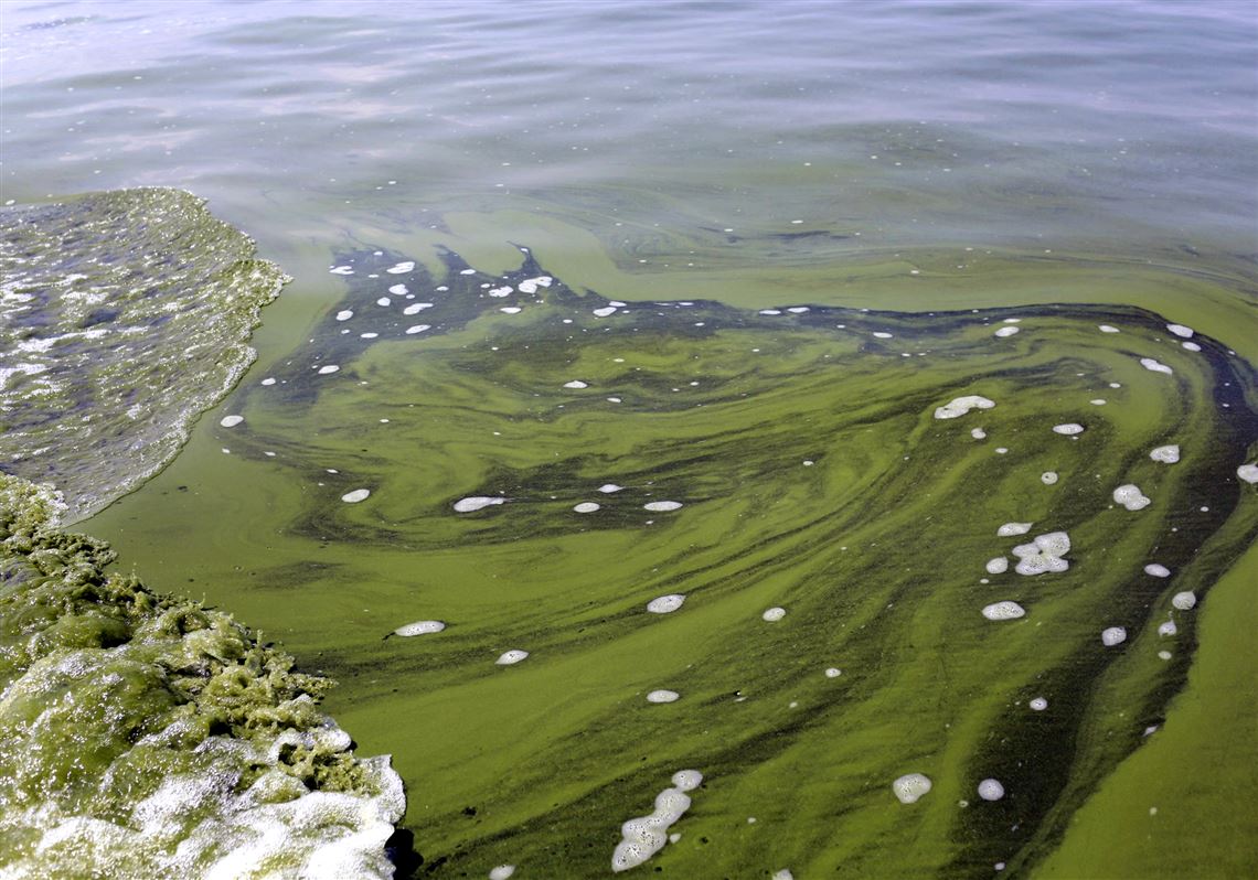 Toxic algae bloom unlikely to impact Lake Erie fishing in Pa ...