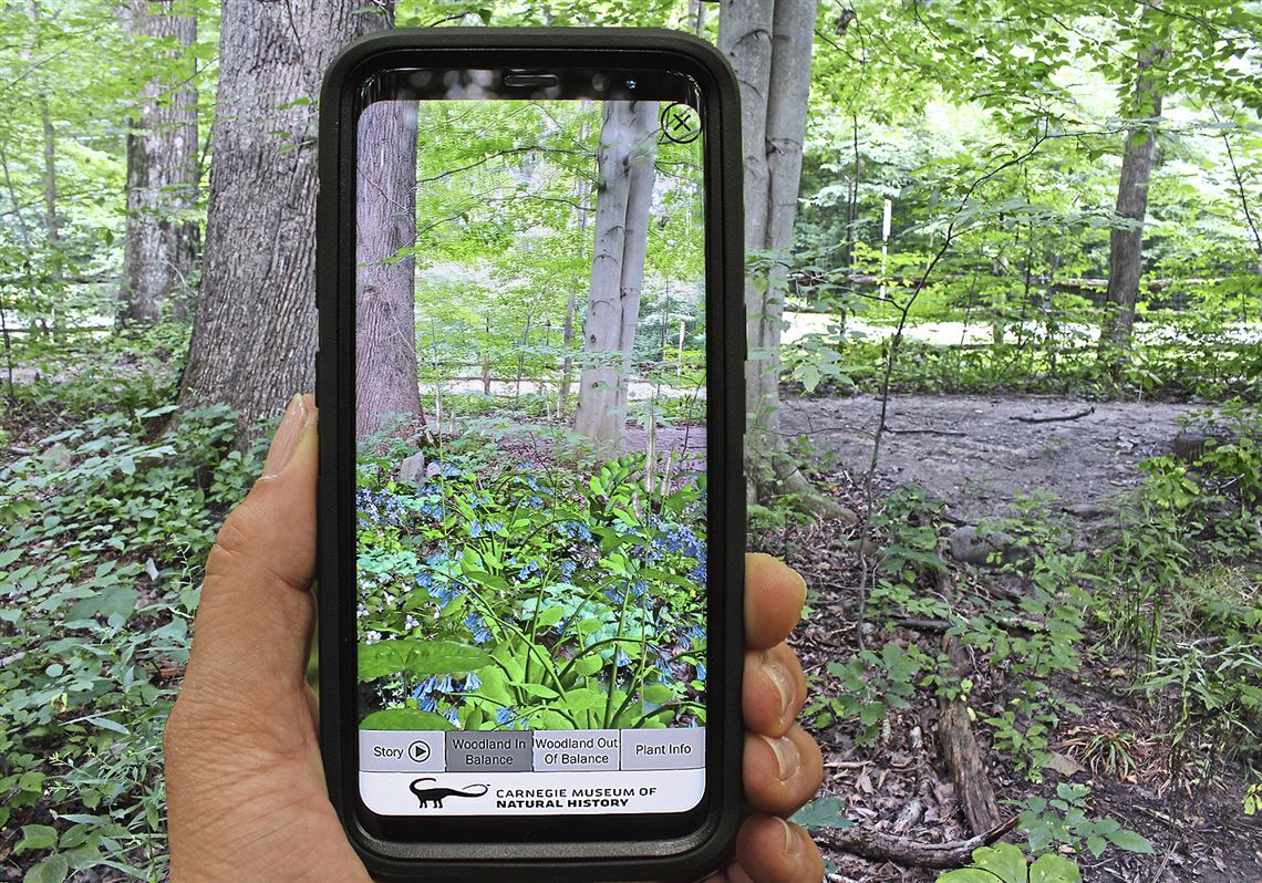 New Carnegie Museum app shows threat to wildflower diversity in the woods