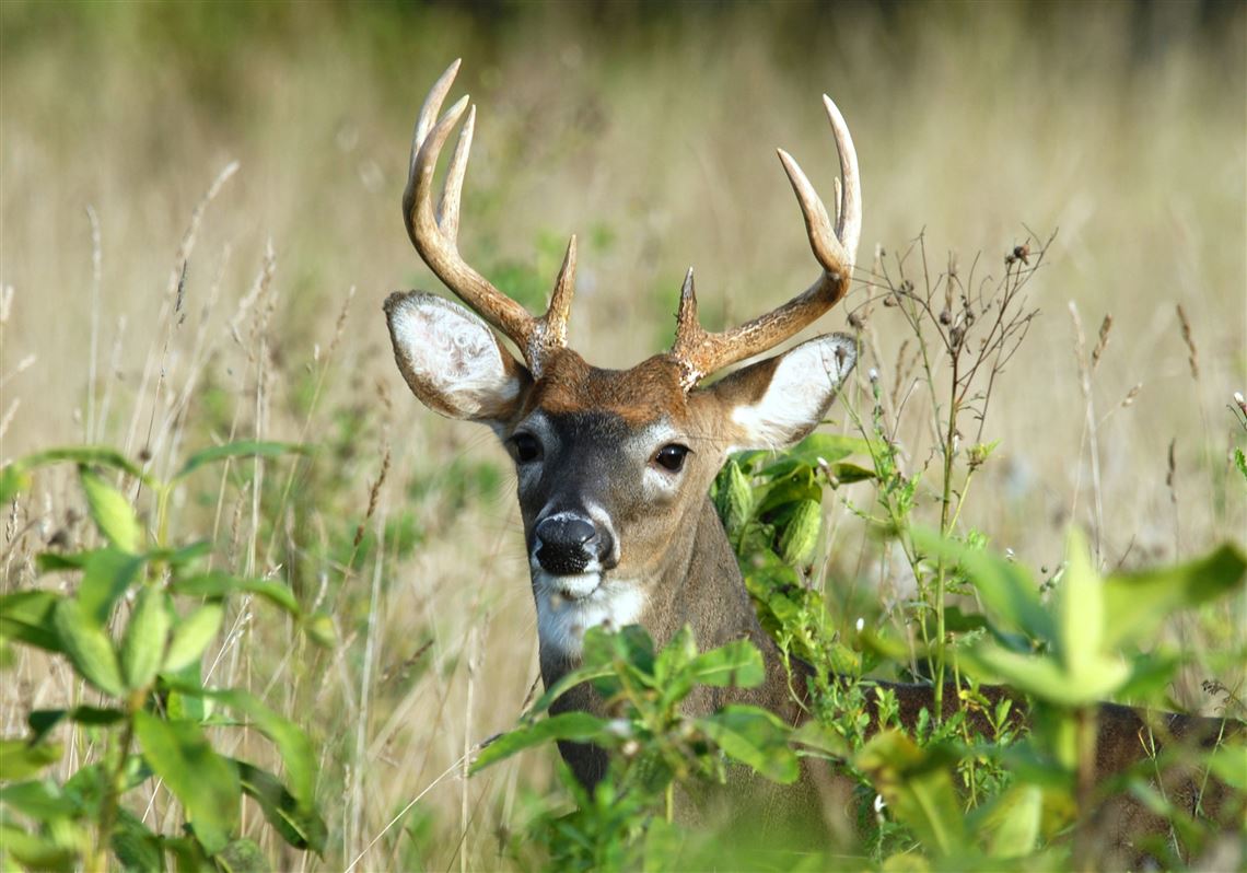 Strategies to overcome hungry deer and other critters