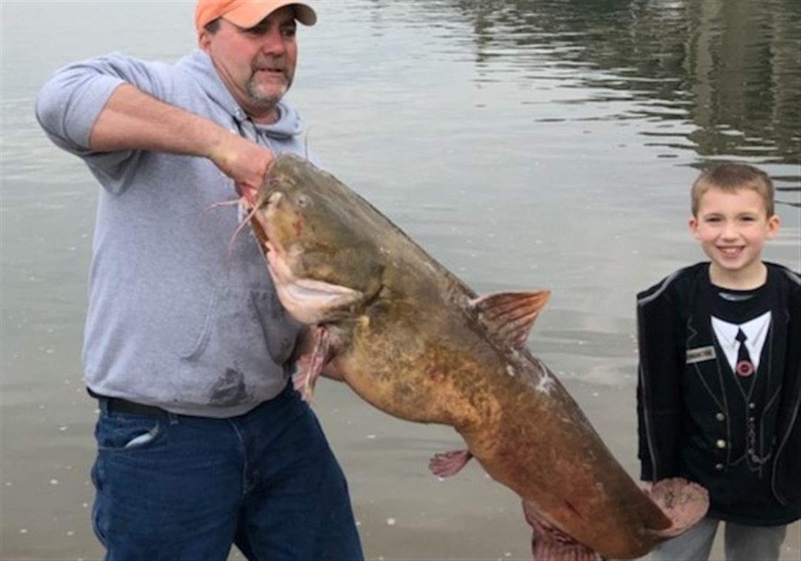 50-pound flathead catfish caught on Susquehanna River sets Pa