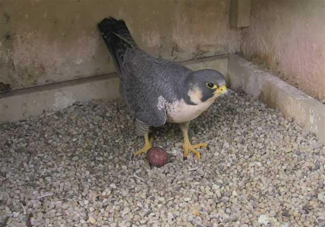 Falcon lays first egg of 2021 atop Cathedral of Learning Pittsburgh