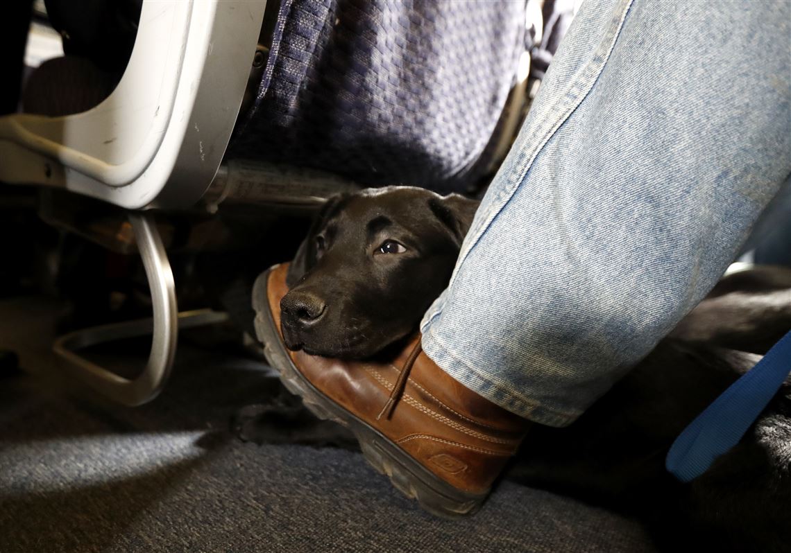 American Airlines Is Grounding Emotional Support Animals Pittsburgh Post Gazette