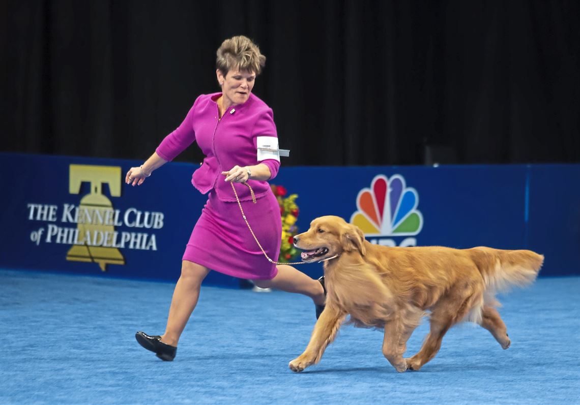 westminster dog show golden retriever