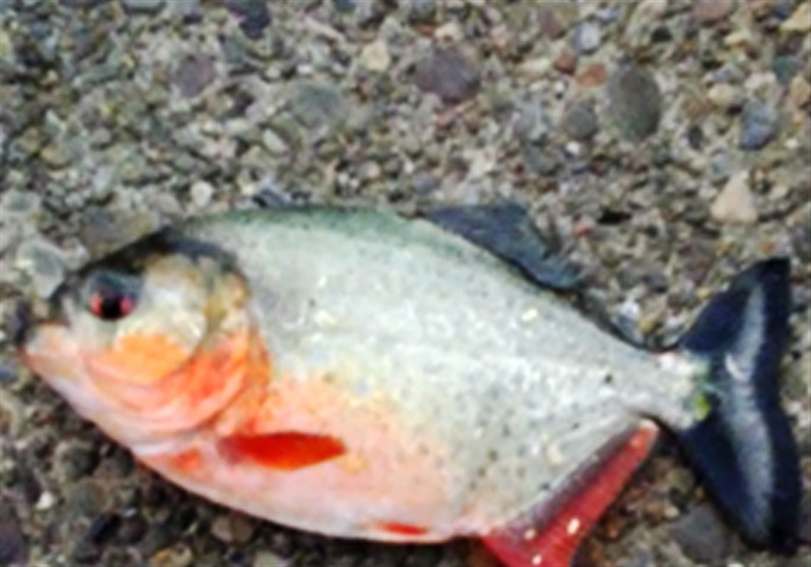 Anglers Pull Piranha From North Park Lake Pittsburgh Post Gazette