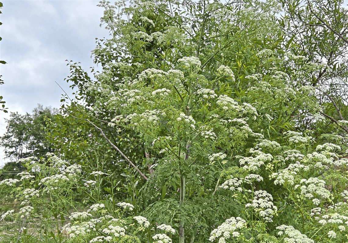 Poison hemlock vs. Queen Anne's lace, Home And Garden