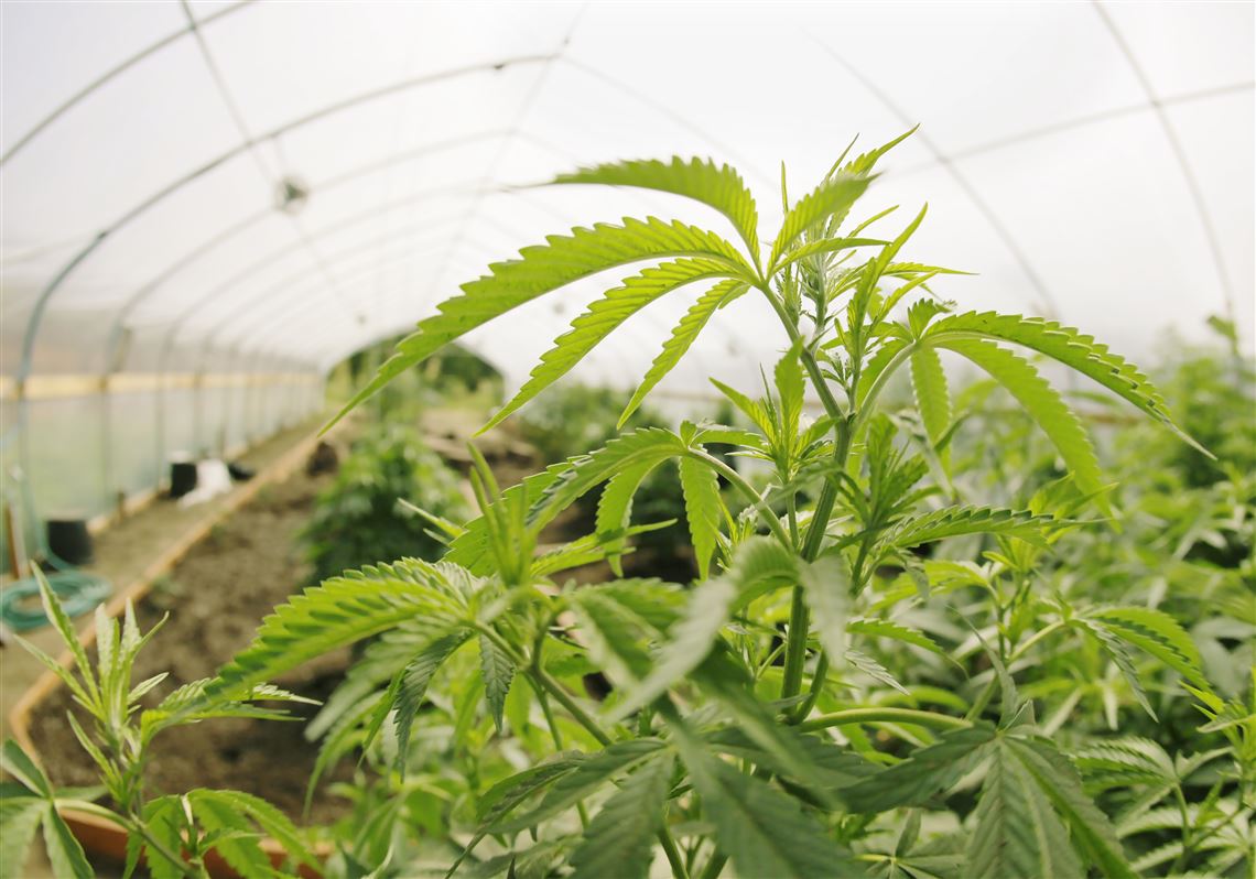 pittsfield township medical marijuana