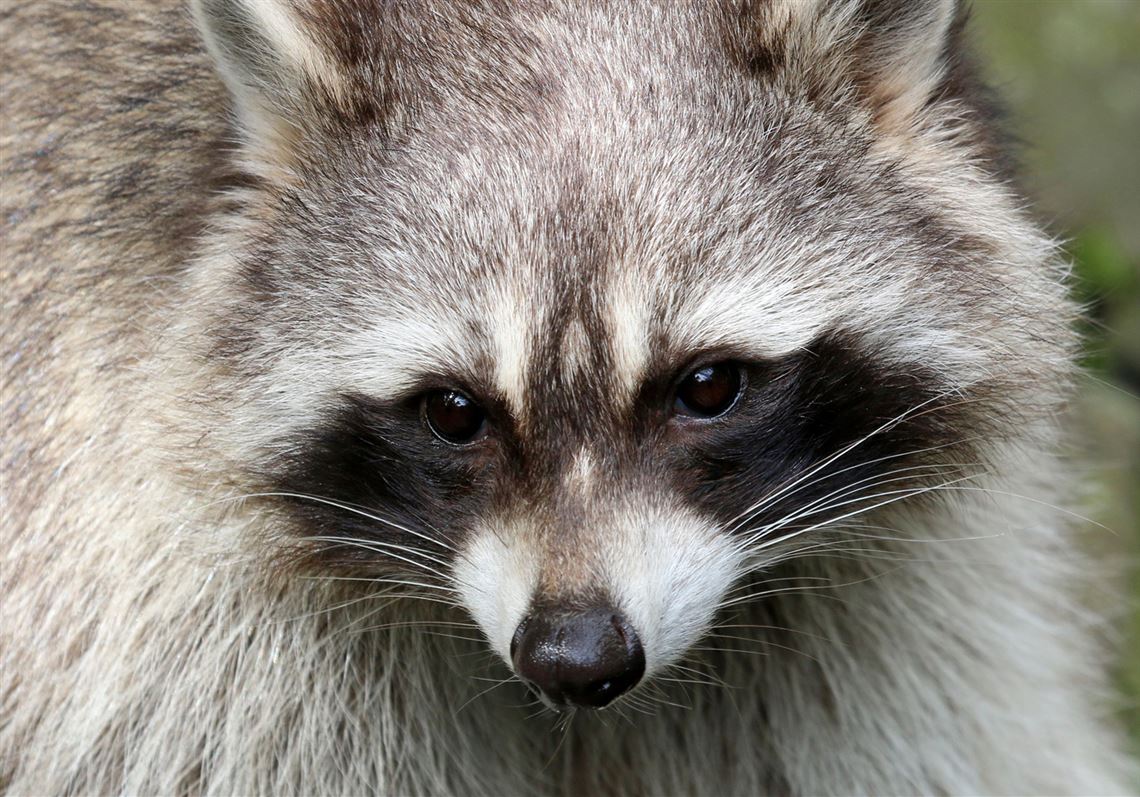 Bethel Park raccoon tests positive for rabies | Pittsburgh Post-Gazette