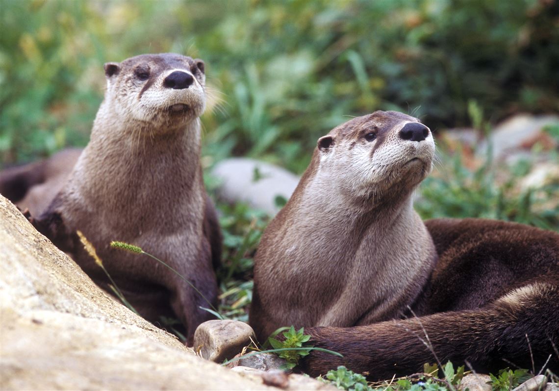 You oughta be otter watching at Cook Forest State Park Pittsburgh