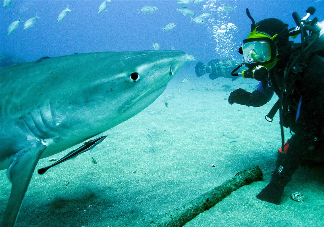 Tuned In: The sharks are back on Discovery Channel | Pittsburgh Post ...