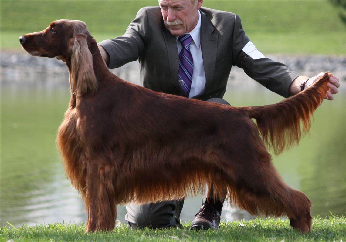 Pet Tales: Local dogs will have their day competing at Westminster show ...