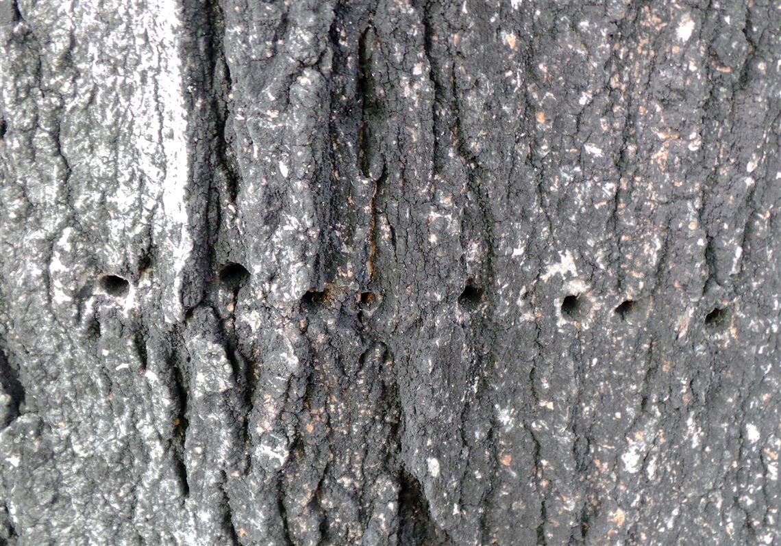 Sapsucker the likely culprit for holes in maple tree Pittsburgh