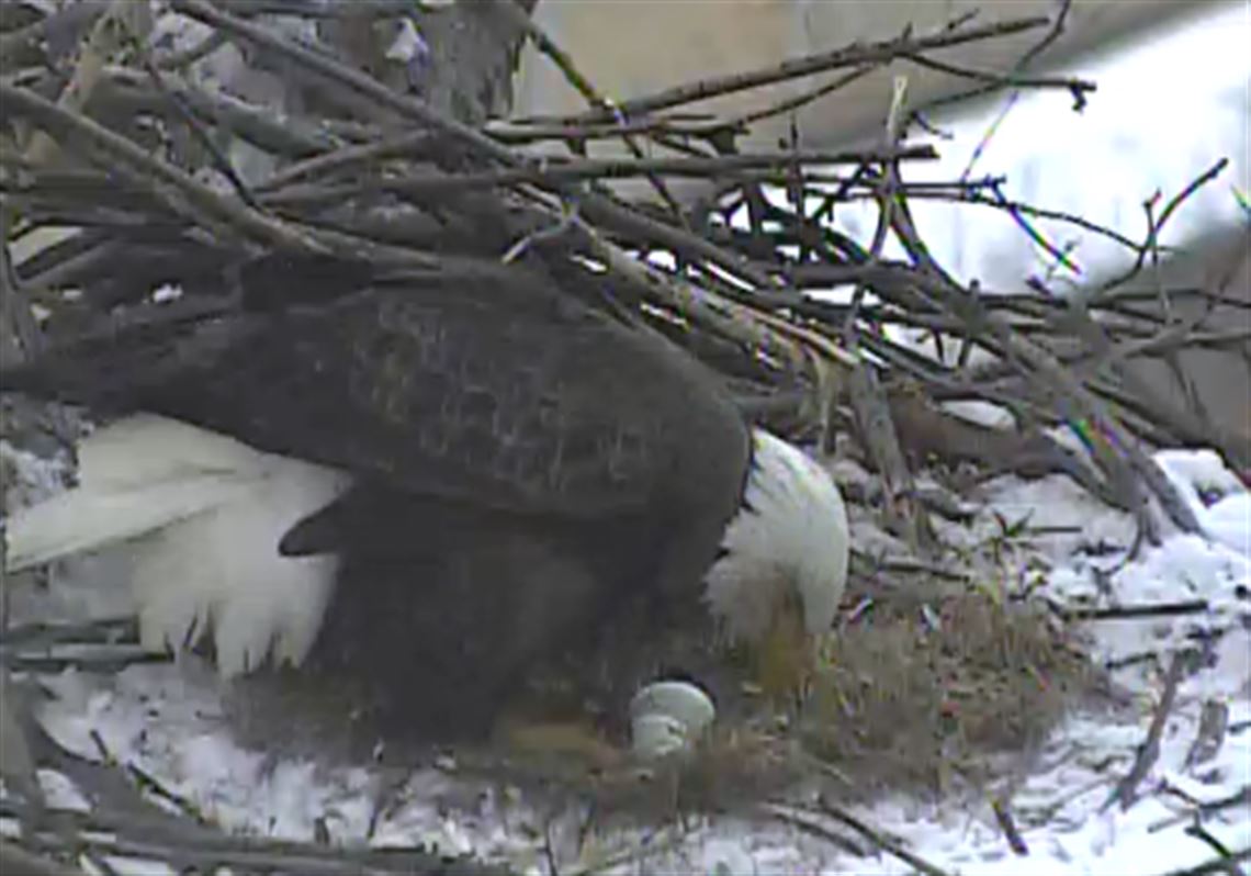 Harmar and Hays eagle nests accessible via webcams | Pittsburgh Post