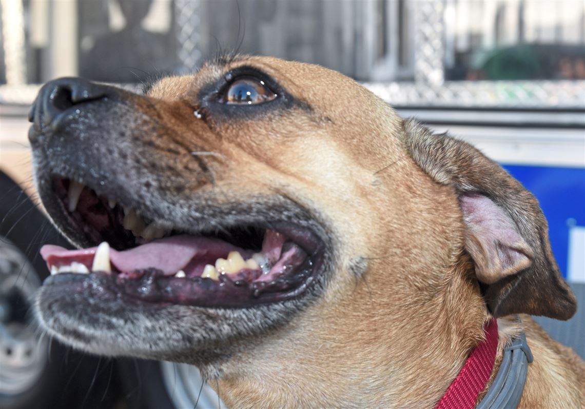 Pittsburgh Aviation Animal Rescue Team raises funds at County Airport ...