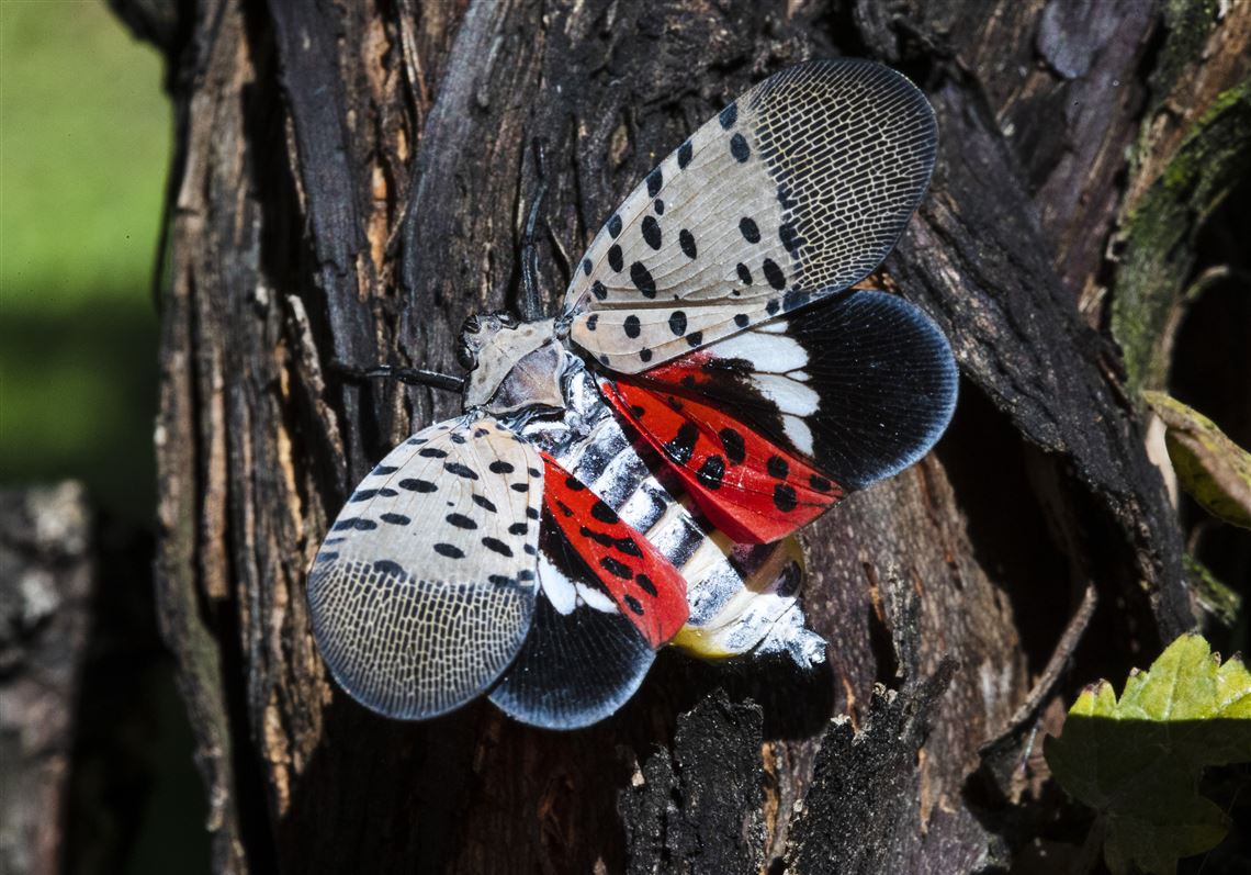 what-eats-spotted-lanternflies-pittsburgh-post-gazette