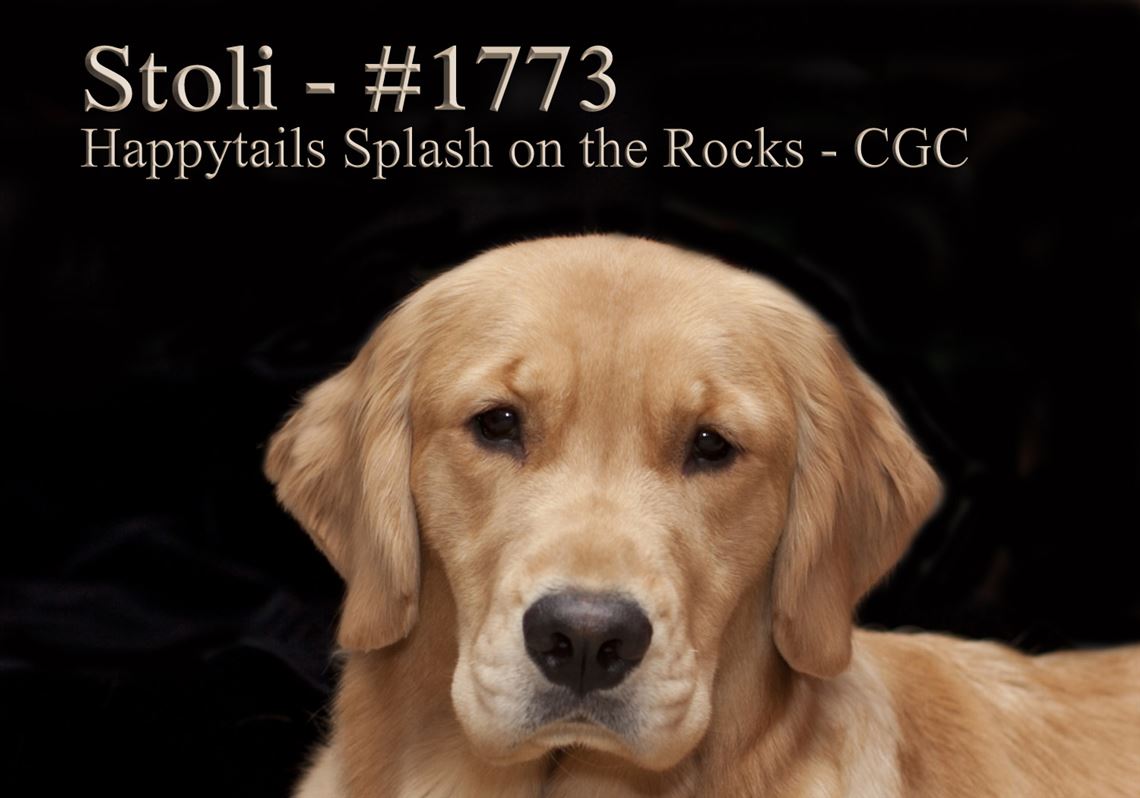 Pet Tales Study Hunts Cause Of Cancer In Golden Retrievers Pittsburgh Post Gazette
