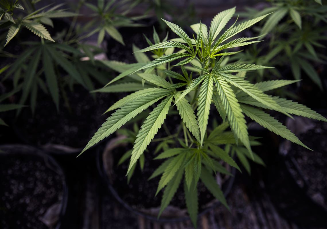 New York Lawmakers Agree To Legalize Recreational Marijuana Pittsburgh Post Gazette