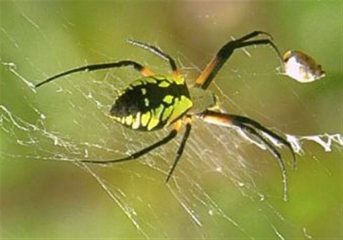 Get Into Nature: The familiar orb weavers