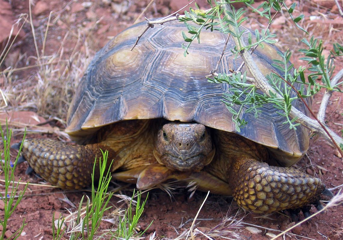 Suit filed to stop highway threat to desert tortoise | Pittsburgh Post ...