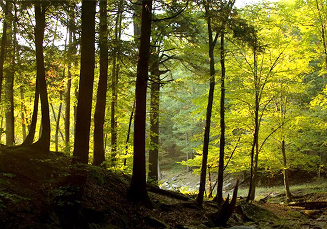 allegheny national forest hiking