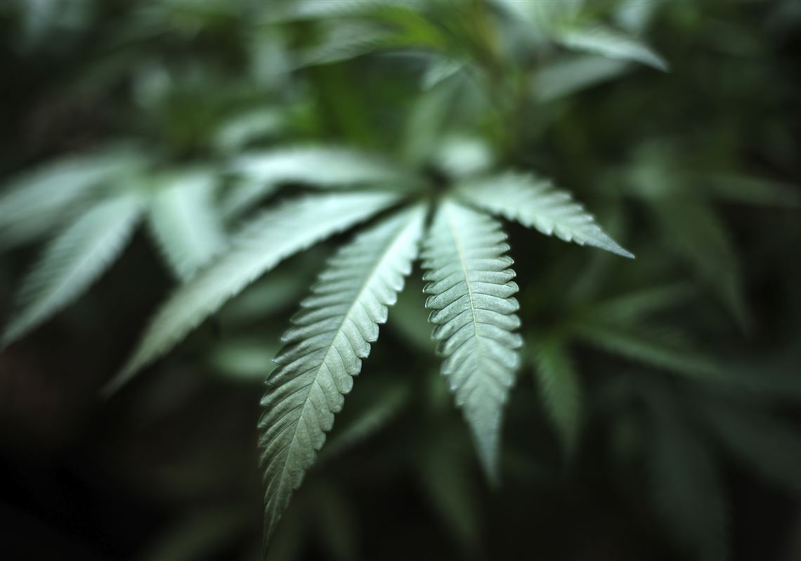 Reading the tea leaves: What cannabis bigwigs predict 2020 will bring to the world of weed