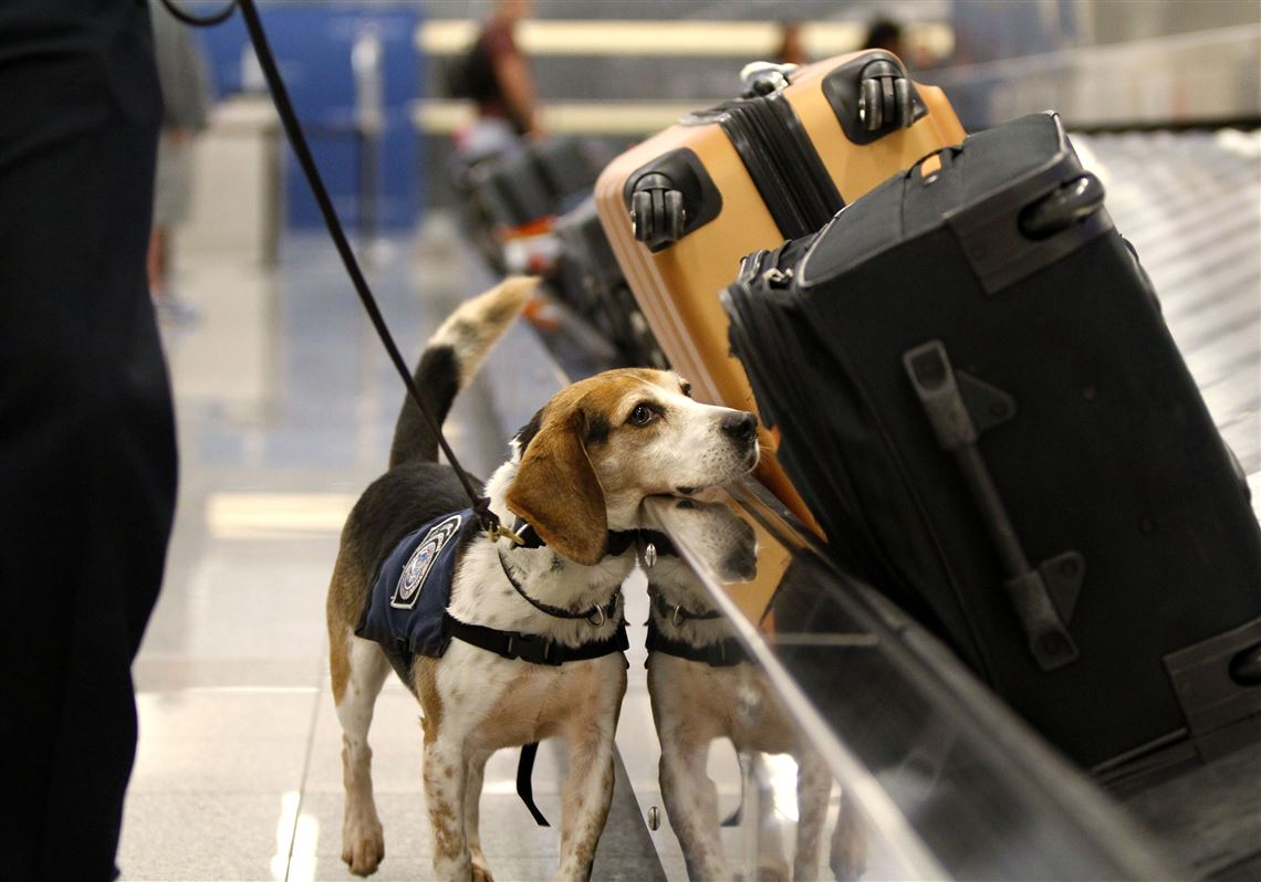 US-NEWS-AIRPORT-SCREENING-DOGS-5-AT-1568111761.jpg