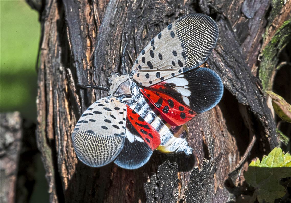 How you can snuff out the pretty, deadly spotted lanternfly | Pittsburgh Post-Gazette
