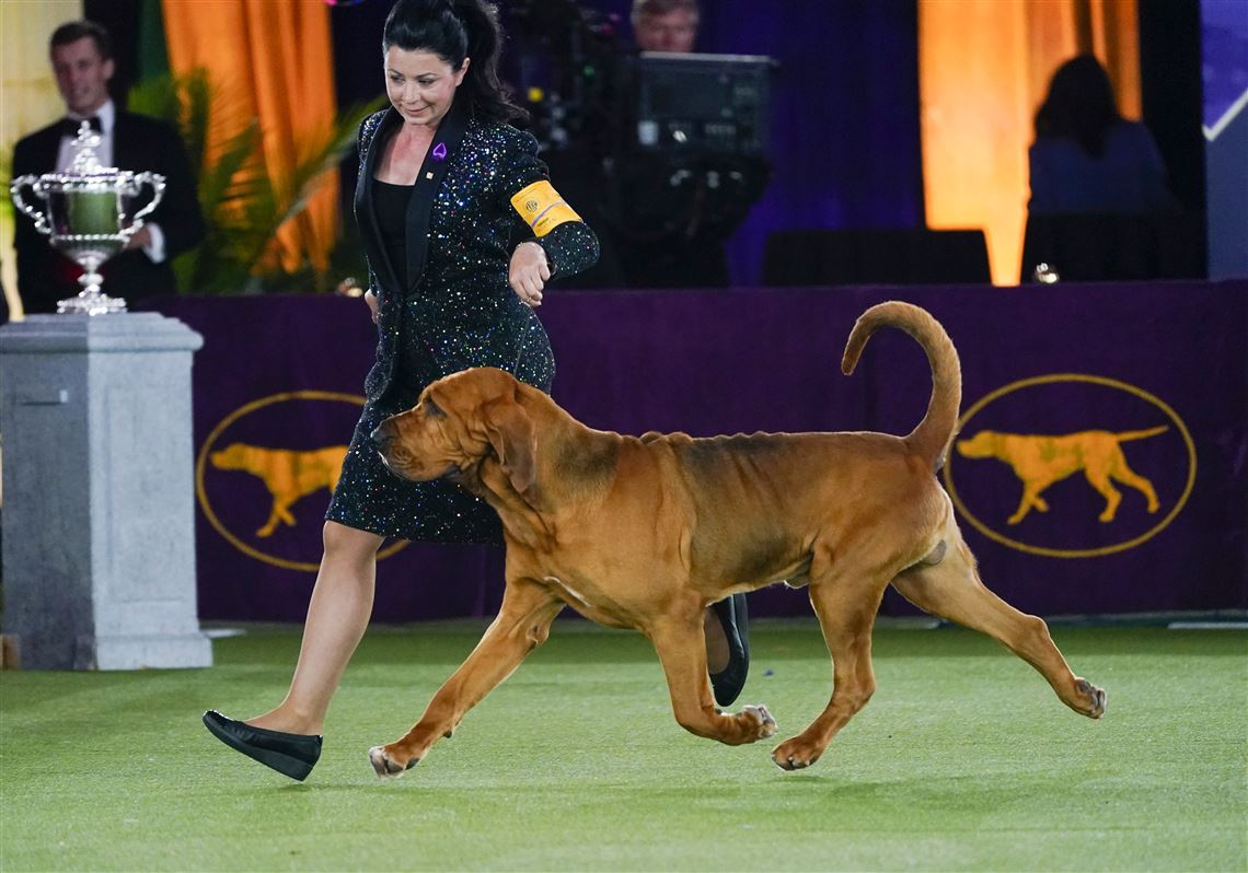 Winner Kennel Club Dog Show highlights in the year