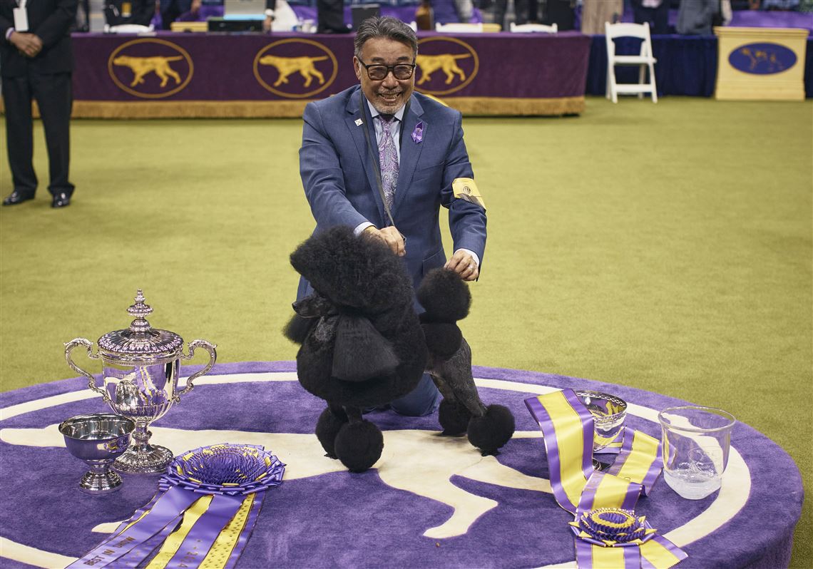 Westminster Dog Show 2024 event arena with excited crowd and competing dogs