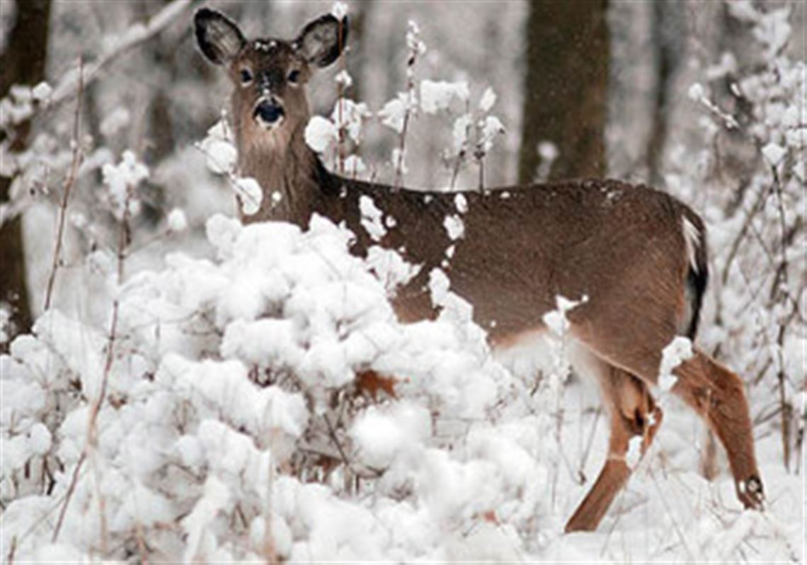 Deep snow, cold temperatures pose challenge for deer