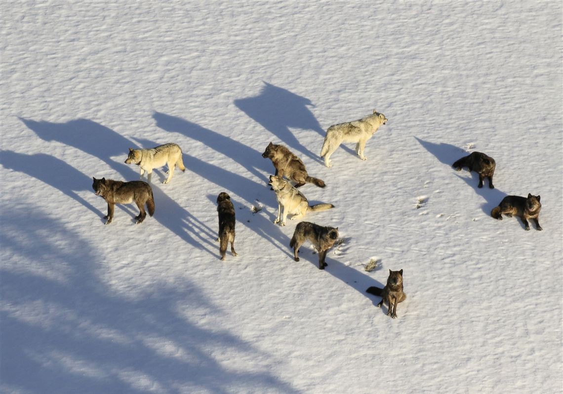 Montana curbs wolf hunt after 23 from Yellowstone killed | Pittsburgh ...