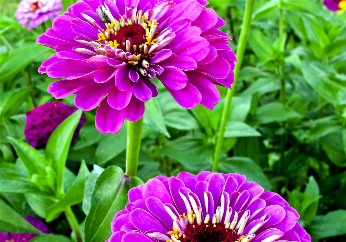 Gardening Best bloomers in demonstration gardens Pittsburgh PostGazette