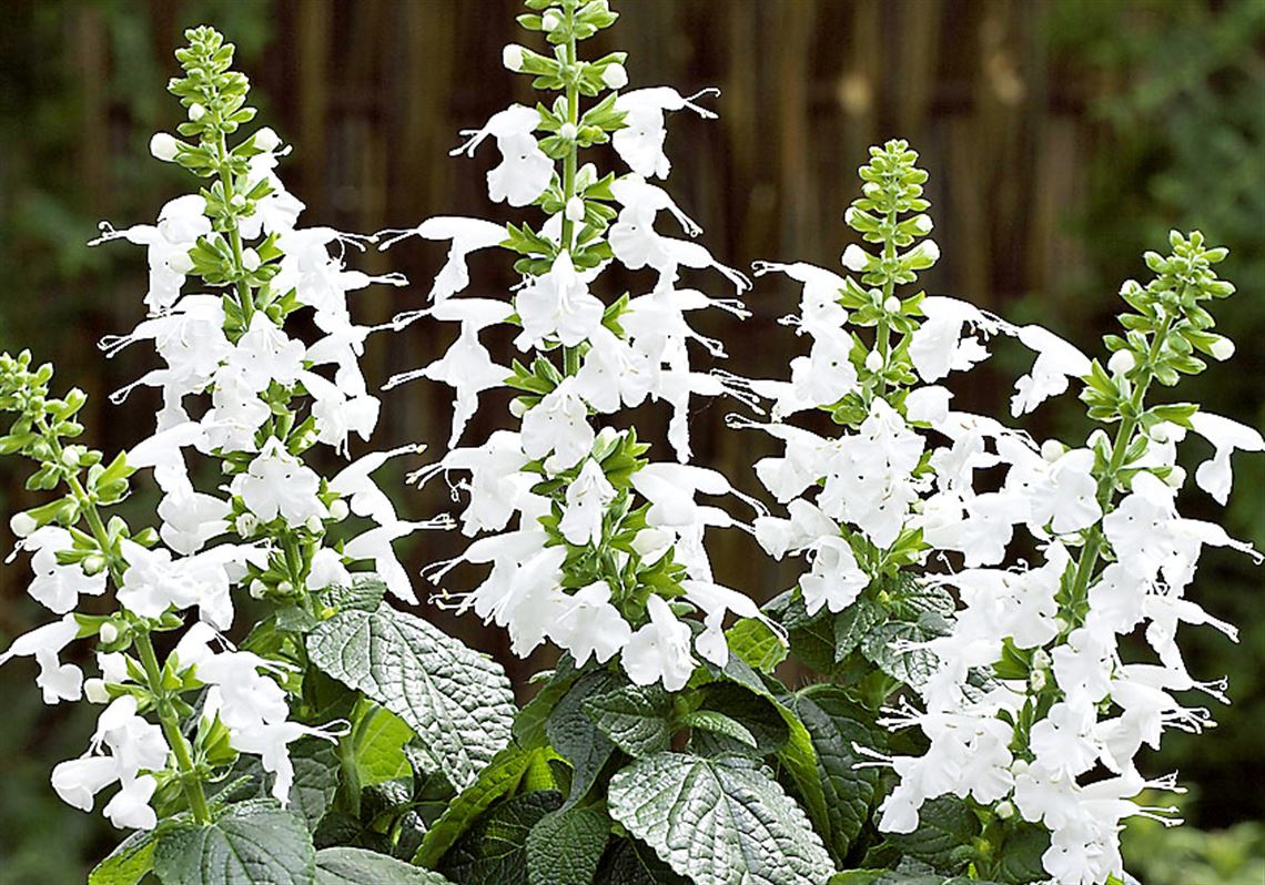 'Summer Jewel White' salvia, a 2015 AAS Bedding Plant National Award Winner.