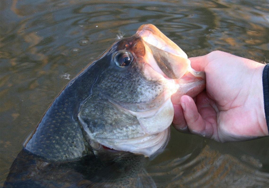 Lawrenceville bass pro wins his first FLW tournament by knowing