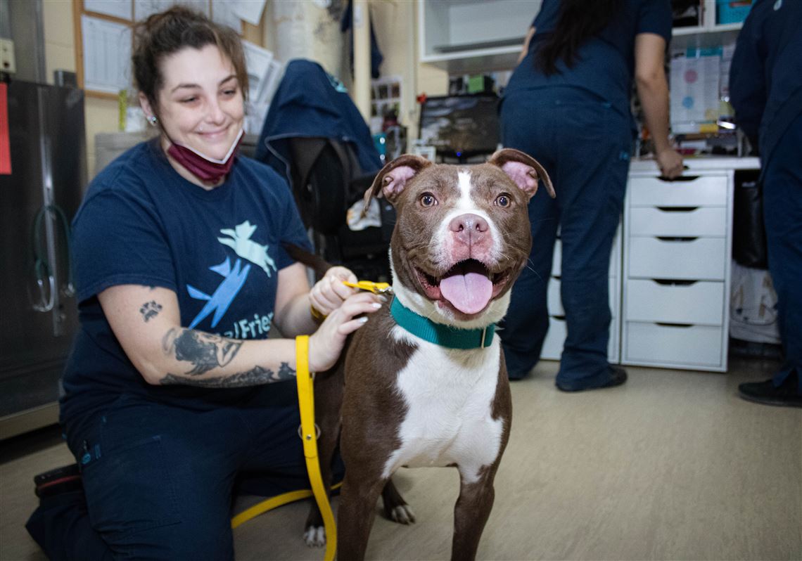 New year's rescue brings 11 adoptable dogs, 2 rabbits to Animal Friends |  Pittsburgh Post-Gazette